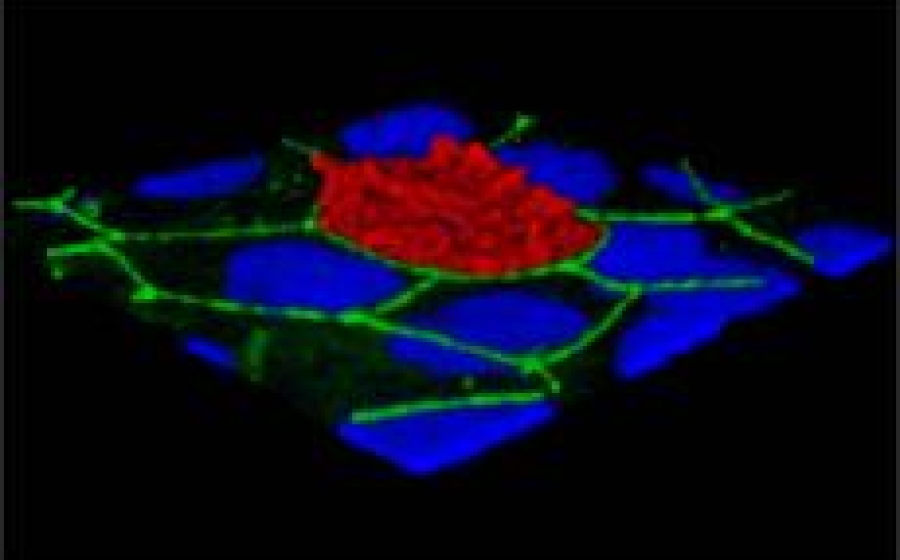 Virology Virology